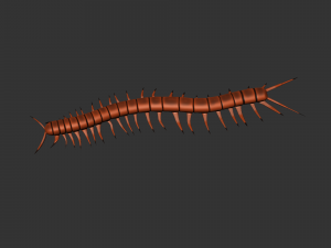 Insect Scolopenda Morsitans Modèle 3D