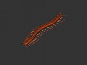 Insect Scolopenda Morsitans Modèle 3D