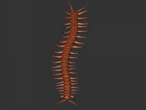 Insect Scolopenda Morsitans Modèle 3D