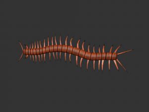 Insect Scolopenda Morsitans Modèle 3D