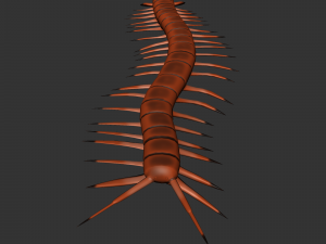 Insect Scolopenda Morsitans Modèle 3D
