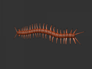 Insect Scolopenda Morsitans Modèle 3D