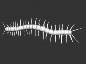 Insect Scolopenda Morsitans Modèle 3D
