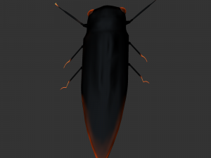 Insect Cryptotympana aquila Modèle 3D