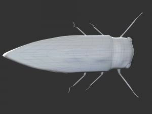 Insect Cryptotympana aquila Modèle 3D