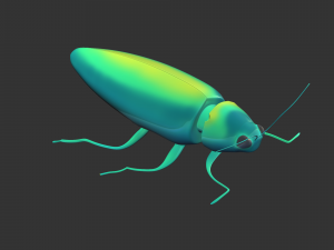 Insect Chrysochroa rajah 3D Model