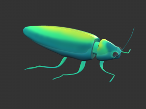 Insect Chrysochroa rajah Model 3D