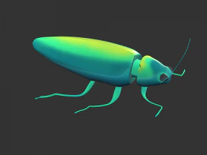 Insect Chrysochroa rajah 3D Model