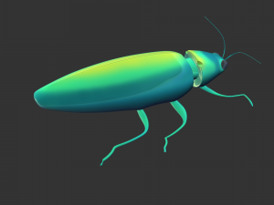 Insect Chrysochroa rajah Model 3D