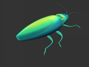Insect Chrysochroa rajah Model 3D