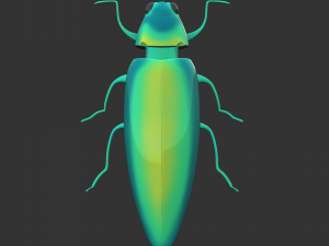 Insect Chrysochroa rajah Model 3D