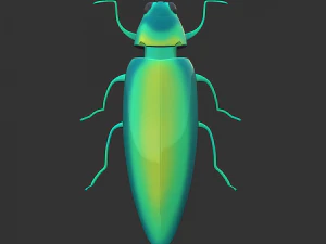 Insect Chrysochroa rajah 3D Model