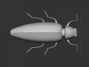 Insect Chrysochroa rajah Model 3D