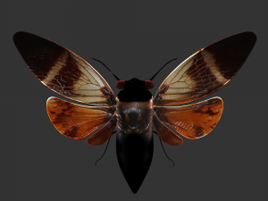 Insect Angamiana floriduanafbx 3D-Modell