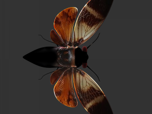 Insect Angamiana floriduanafbx 3D-Modell