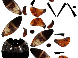 Insect Angamiana floriduanafbx 3D-Modell