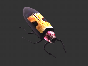 Insect Chrysochroa buqueti rugicollis 3D Model