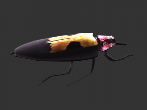 Insect Chrysochroa buqueti rugicollis Modelo 3D
