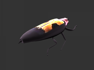 Insect Chrysochroa buqueti rugicollis Modelo 3D
