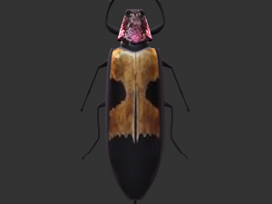 Insect Chrysochroa buqueti rugicollis Modelo 3D