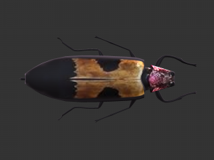 Insect Chrysochroa buqueti rugicollis Modelo 3D