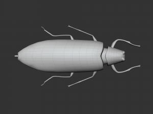 Insect Chrysochroa buqueti rugicollis Modelo 3D