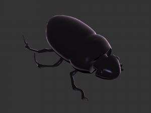 Insect Hycopris Domnus 3D Model