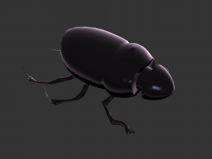 Insect Hycopris Domnus 3D Model