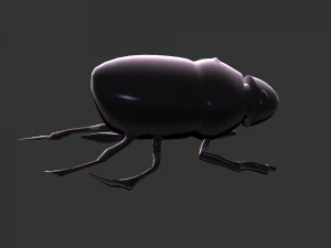 Insect Hycopris Domnus 3D Model