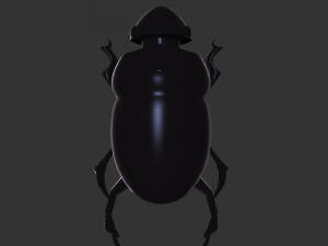 Insect Hycopris Domnus 3D Model