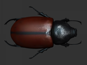 Insect Tupatolus gradiliscornis Modelo 3D