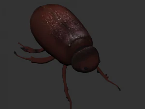 Комаха Lepidiota stigma 3D Модель