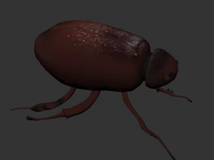 Insect Lepidiota stigma 3D Model