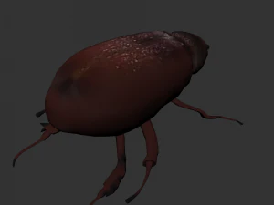 Insect Lepidiota stigma 3D Model