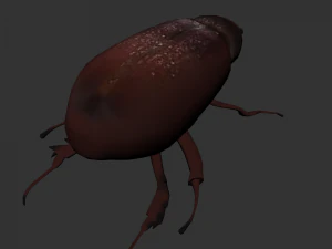 Insect Lepidiota stigma 3D Model