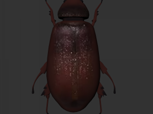 Insect Lepidiota stigma 3D मॉडल