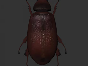 Insect Lepidiota stigma 3D Model