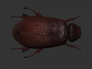 Insect Lepidiota stigma 3D मॉडल