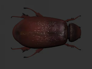 Insect Lepidiota stigma 3D Model