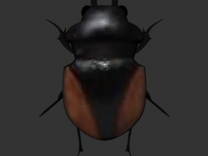 Insect Neolucanus parryi 3D मॉडल