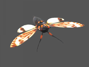Insect tasena stendida 3D Model