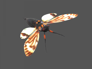Insect tasena stendida Model 3D