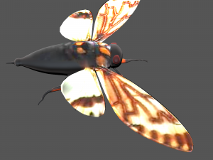 Insect tasena stendida Model 3D