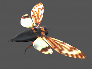 Insect tasena stendida Model 3D