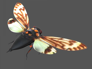 Insect tasena stendida Model 3D