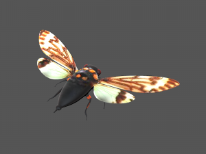 Insect tasena stendida Model 3D