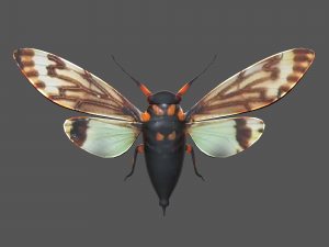 Insect tasena stendida Model 3D