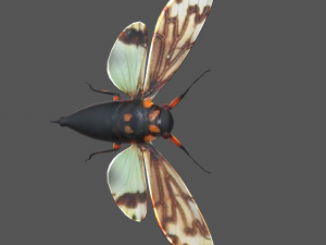 Insect tasena stendida Model 3D