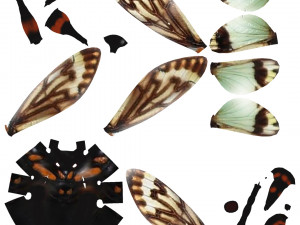 Insect tasena stendida Model 3D