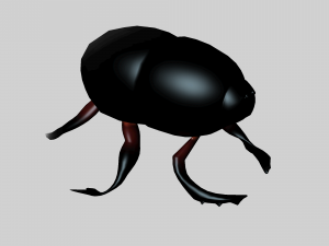 Insect heliocopris Donius Model 3D